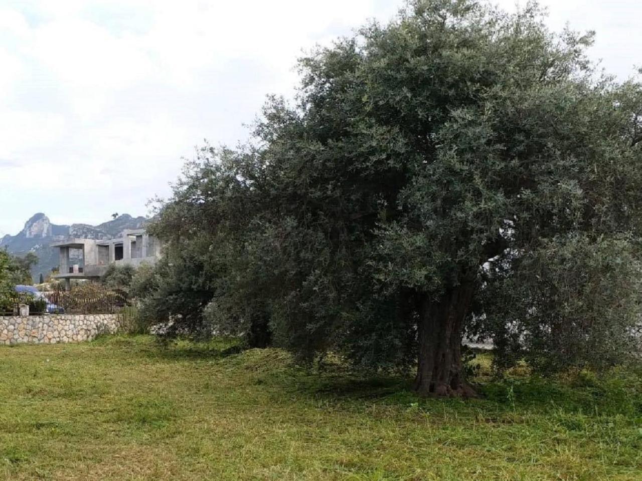 Suluca Homes كيرينيا المظهر الخارجي الصورة